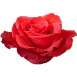 Freedom Rose d'Equateur Ethiflora